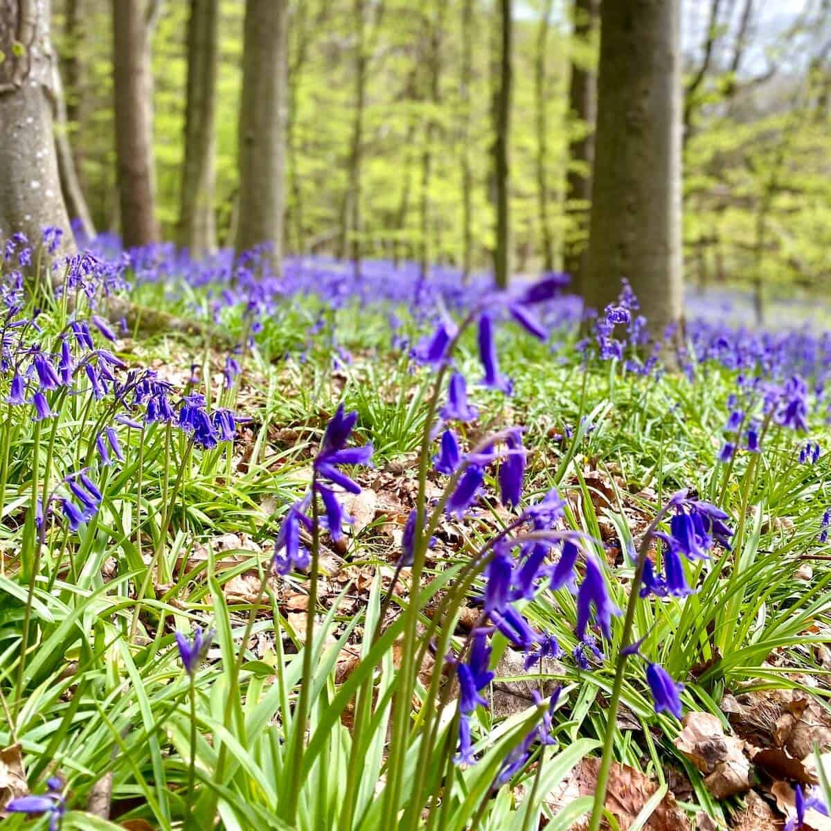 Bluebell forests