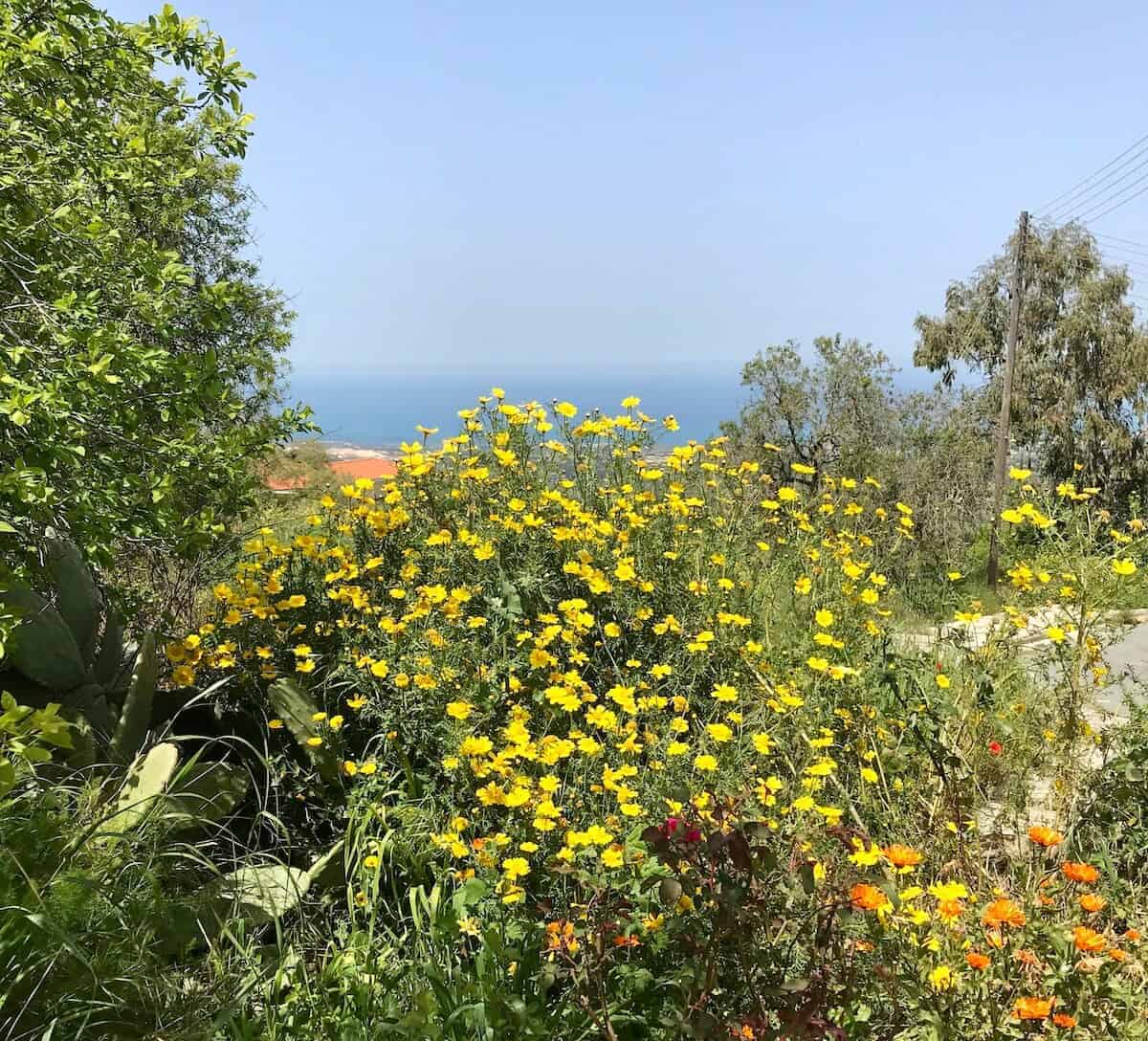 A close up of a flower garden in Cyprus.