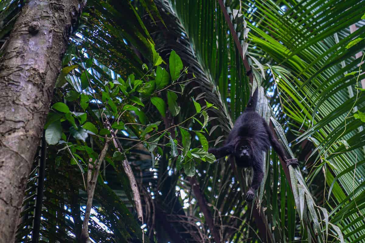 Howler Monkeys in Belize