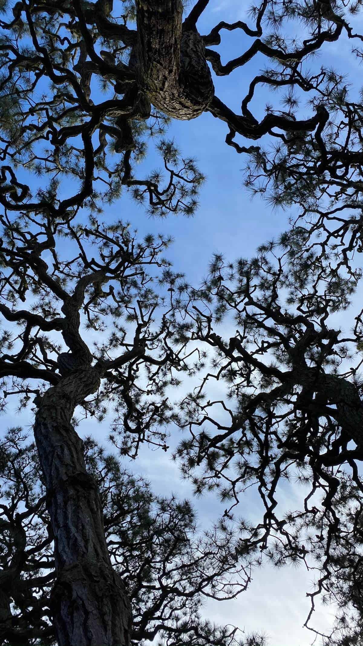 A large tree, and the sky. 