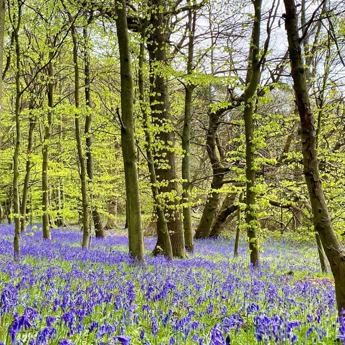 Wild english bluebell woods