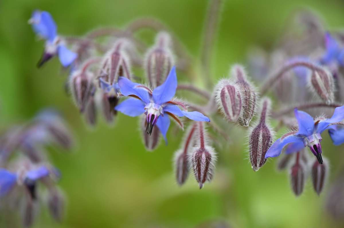 Blue borage flowers.