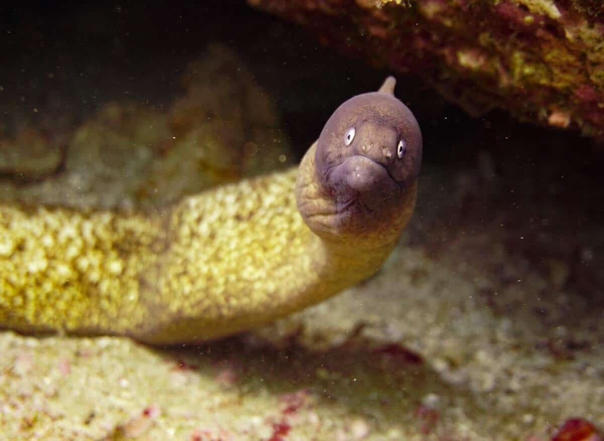 Eel 