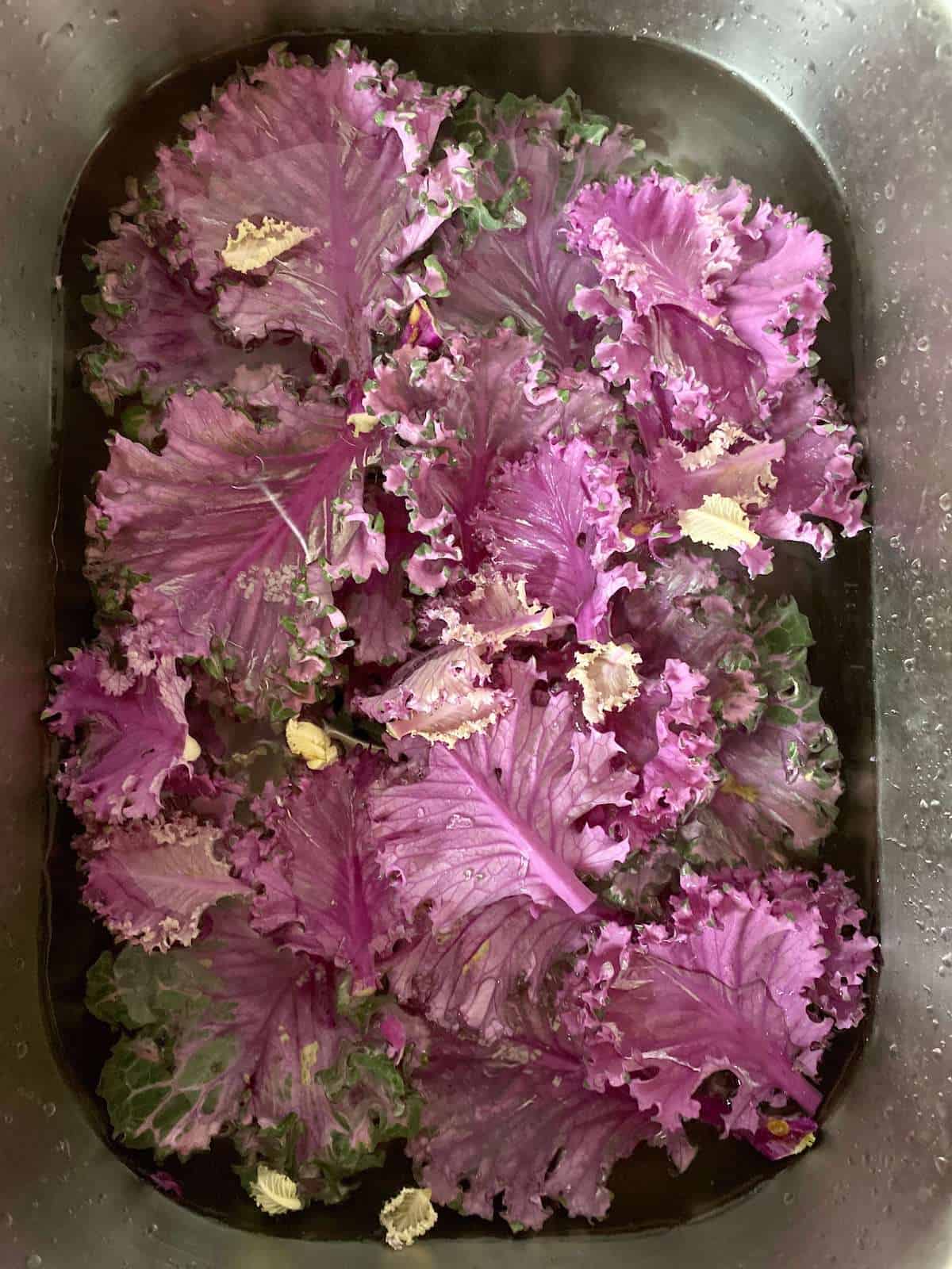 purple kale in a sink of water 