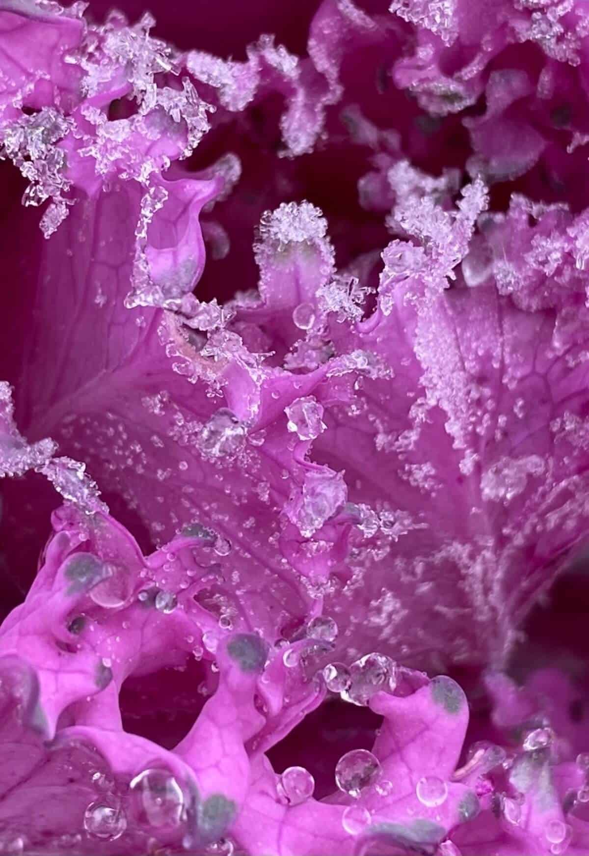 A picture of kale growing in the garden covered in frost and morning dew 