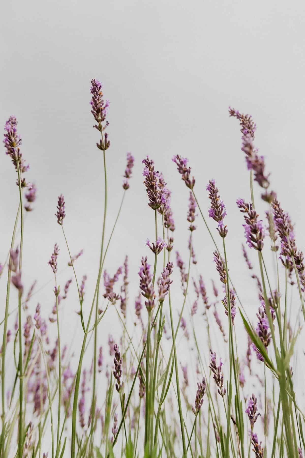 Lavender growing in a field. 