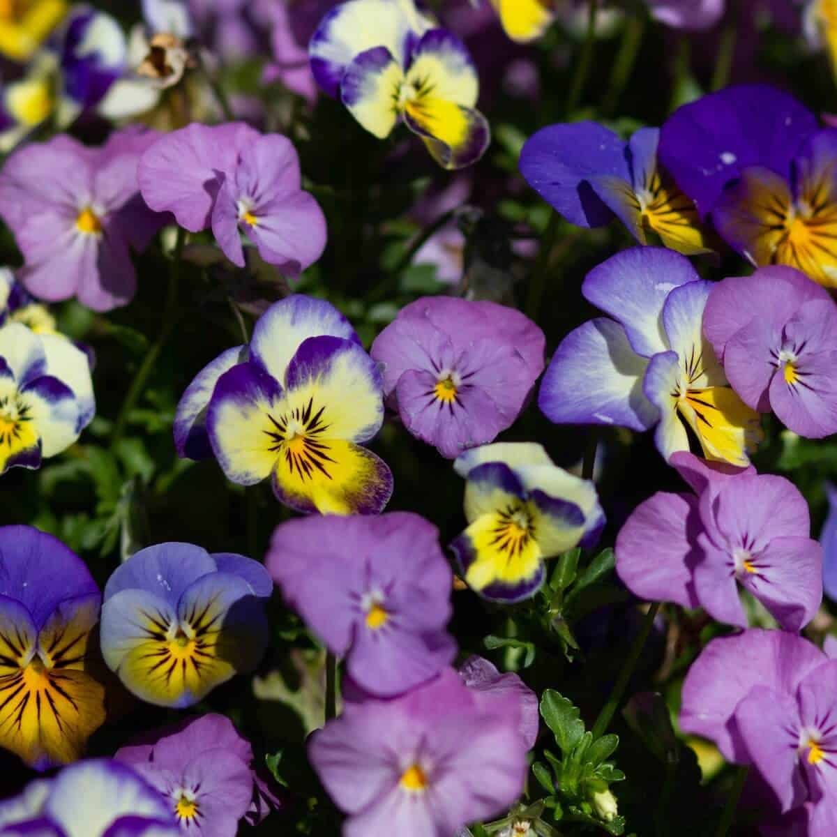 multicoloured Pansy flowers  
