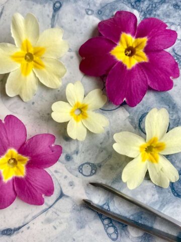 Five primrose flowers and a pair of tweezers on a serving plate