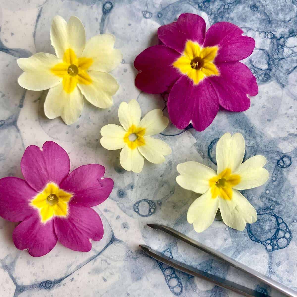 Five primrose flowers and a pair of tweezers on a serving plate