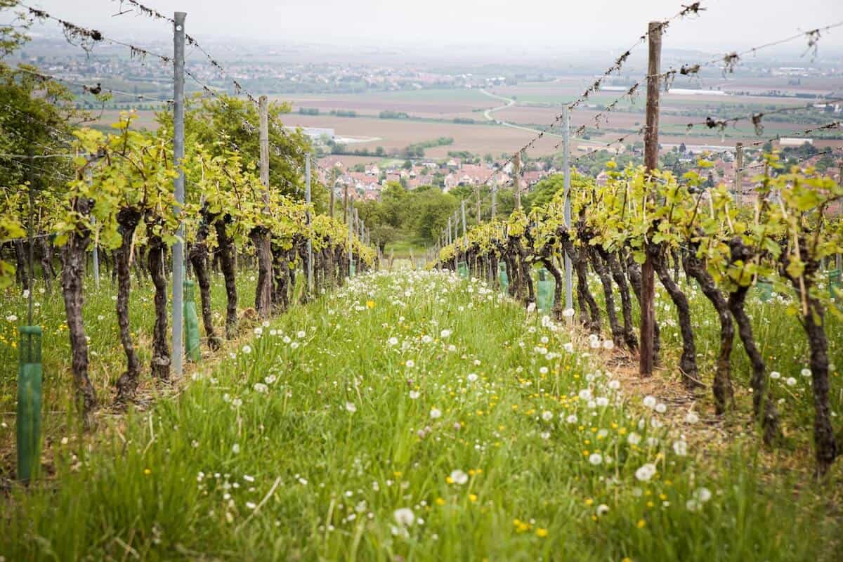 A photo of a vineyard in Alsace, a wine region inFrance. 