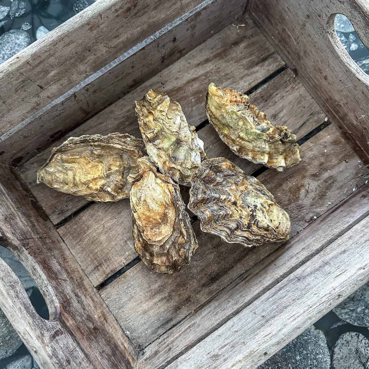 Fresh oysters in a wooden crate.