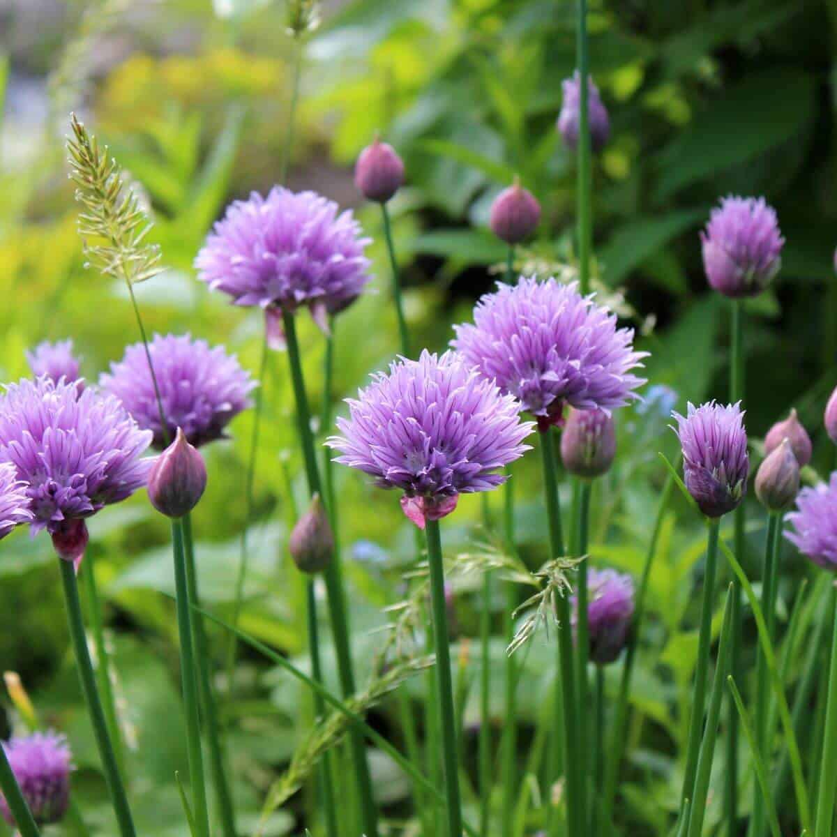 Chives flowers and buds growing in a garden. 