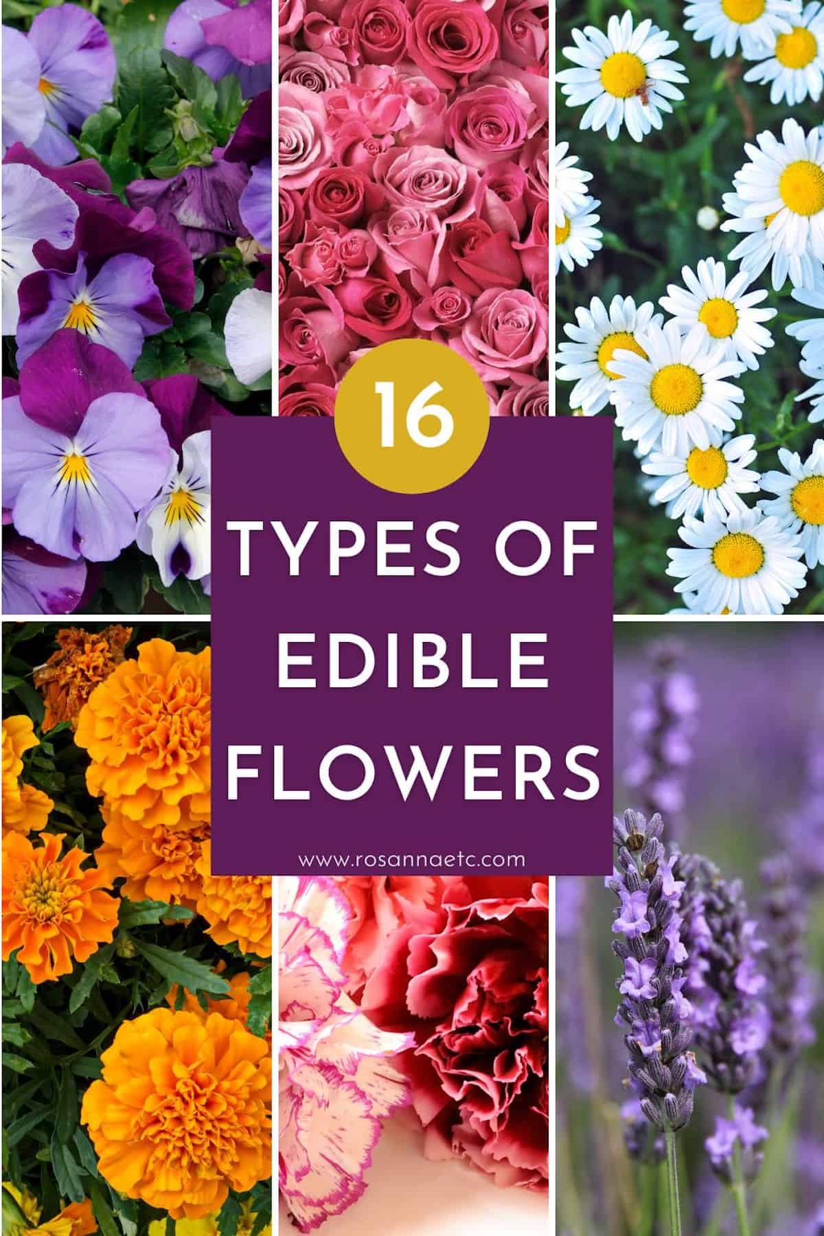 A collage of 16 types of edible flowers. 