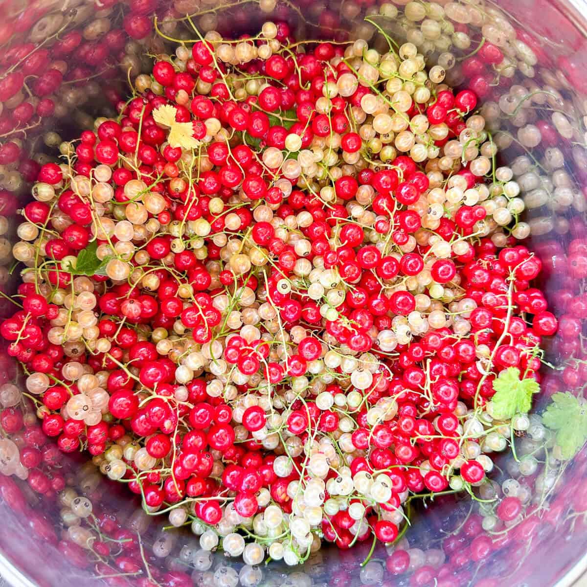 A saucepan full of red currants and white currants, shown from above. 