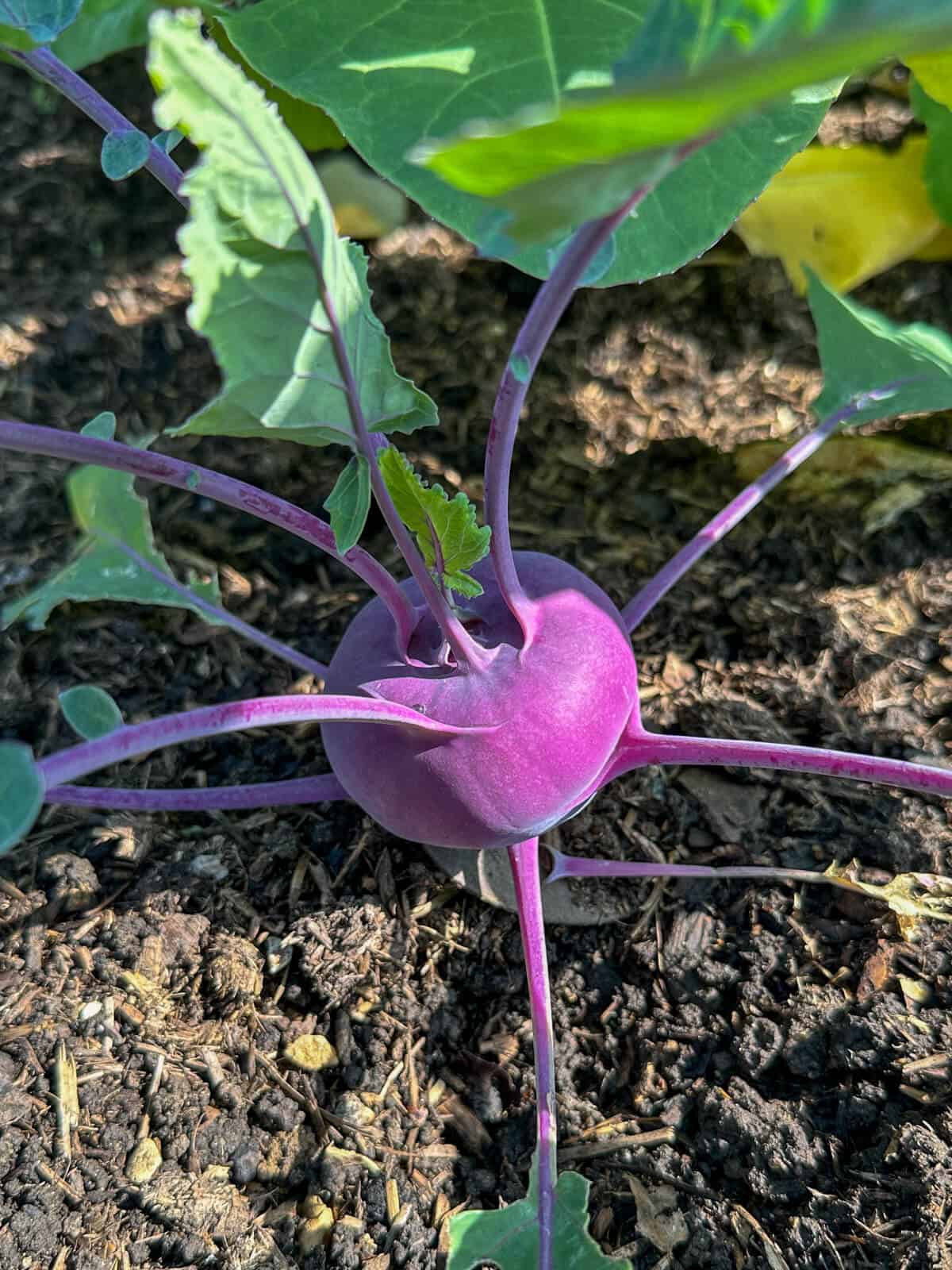A purple kohlrabi growing in the ground.