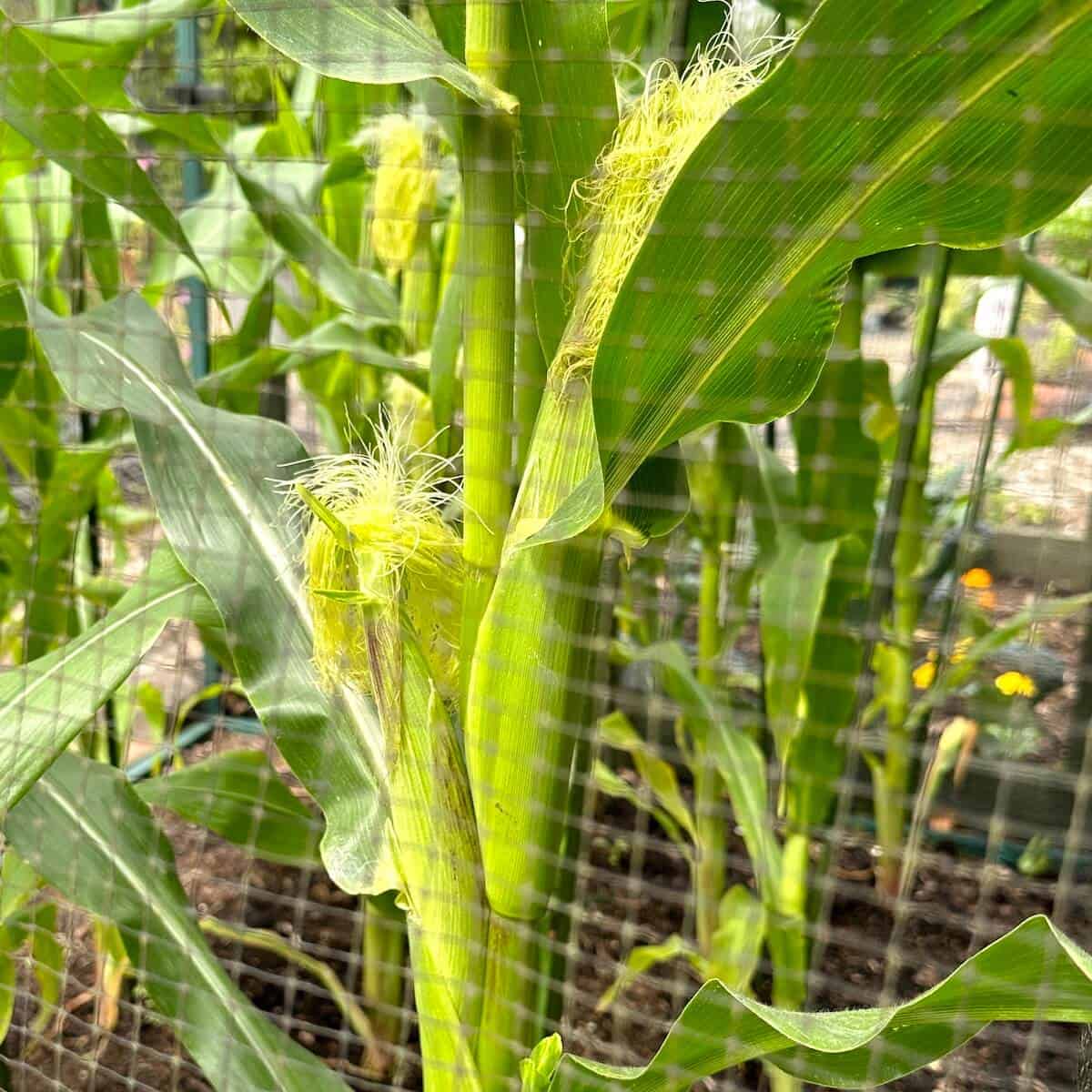 Sweetcorn growing in a garden. 