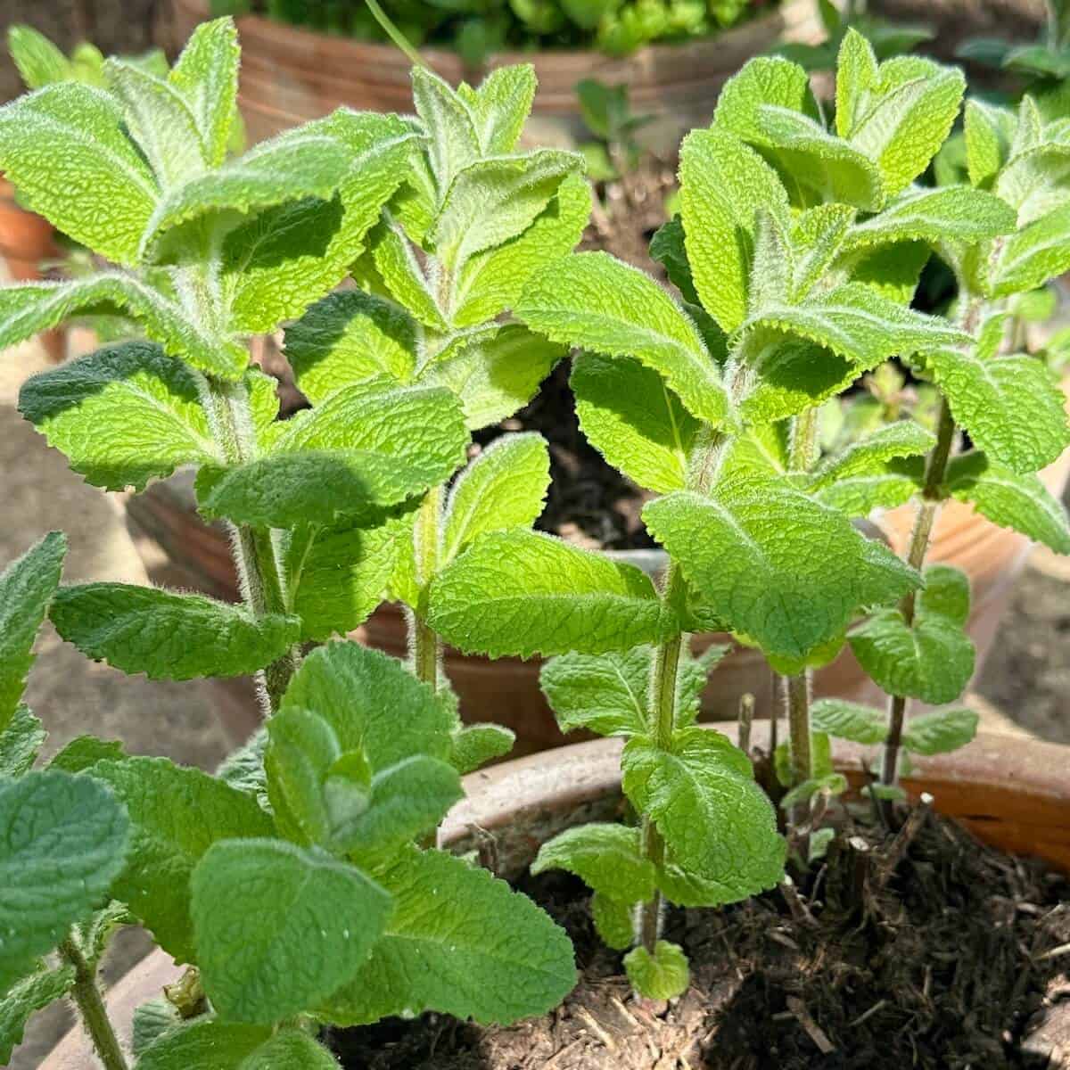 Apple Mint.