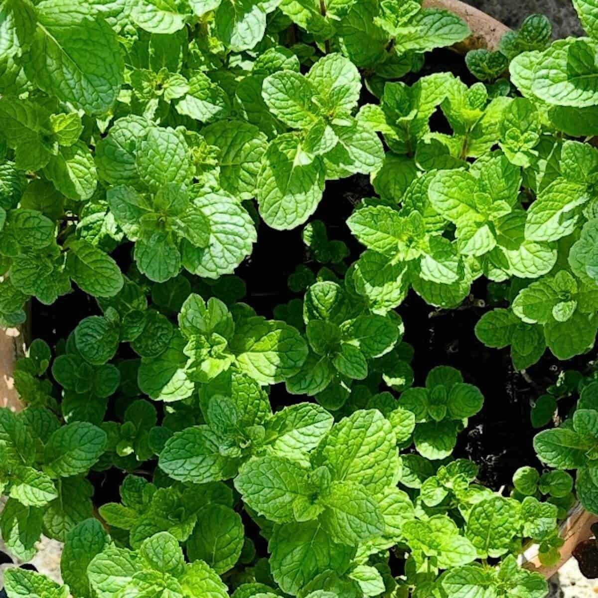Moroccan Mint.