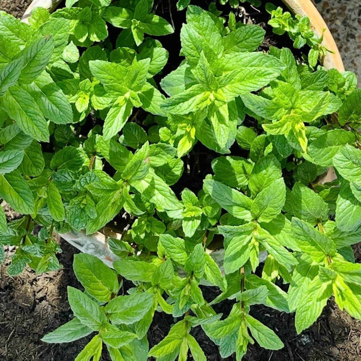 Spearmint. 